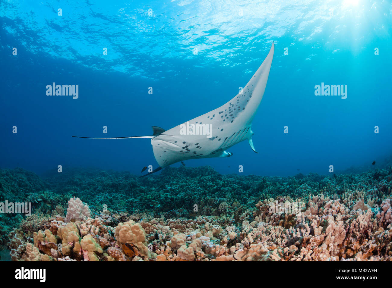 A reef manta ray, Manta alfredi, cruises over the shallows off Ukumehame, Maui, Hawaii. Stock Photo