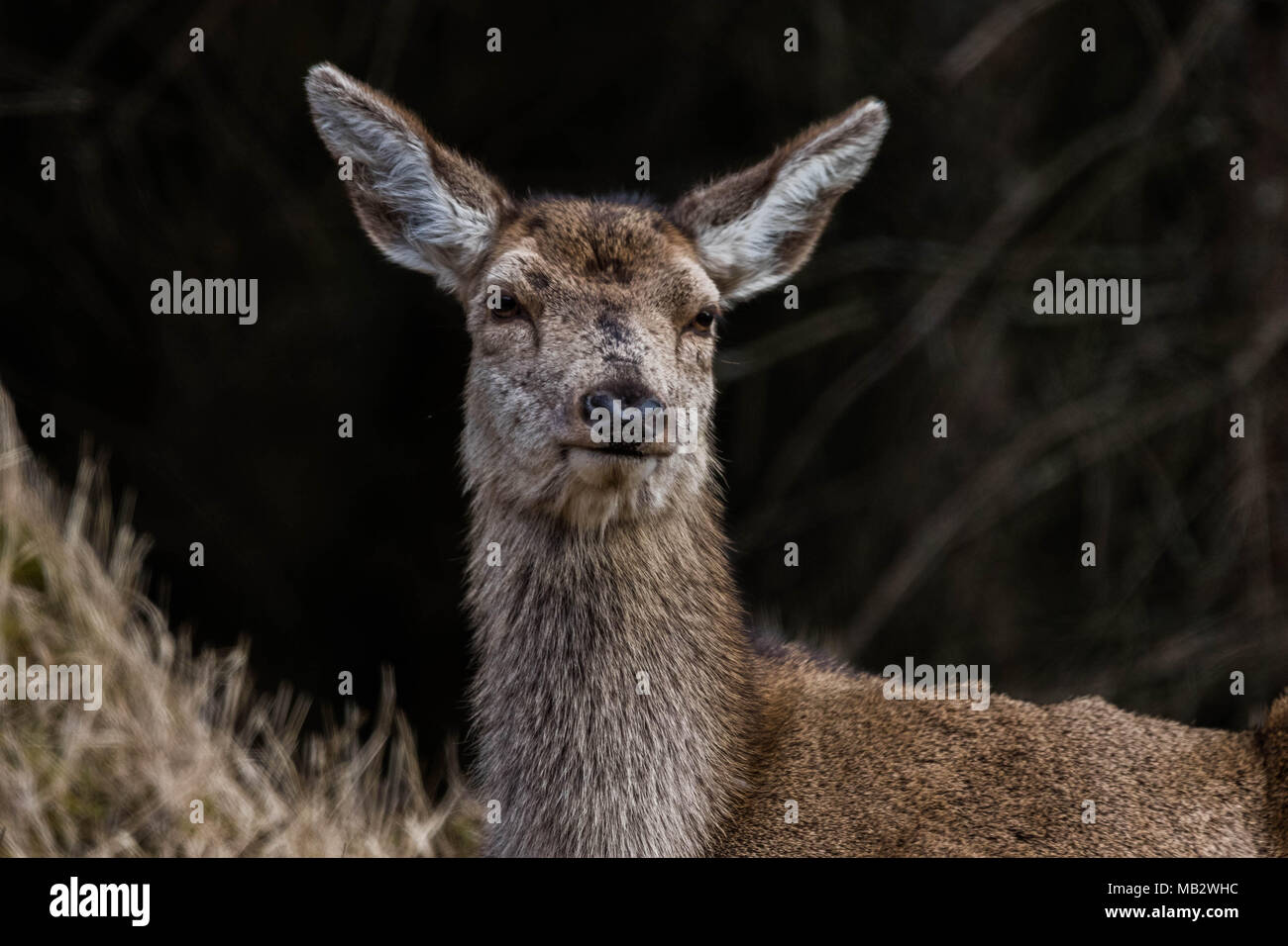 Red deer in Glen Etive Stock Photo