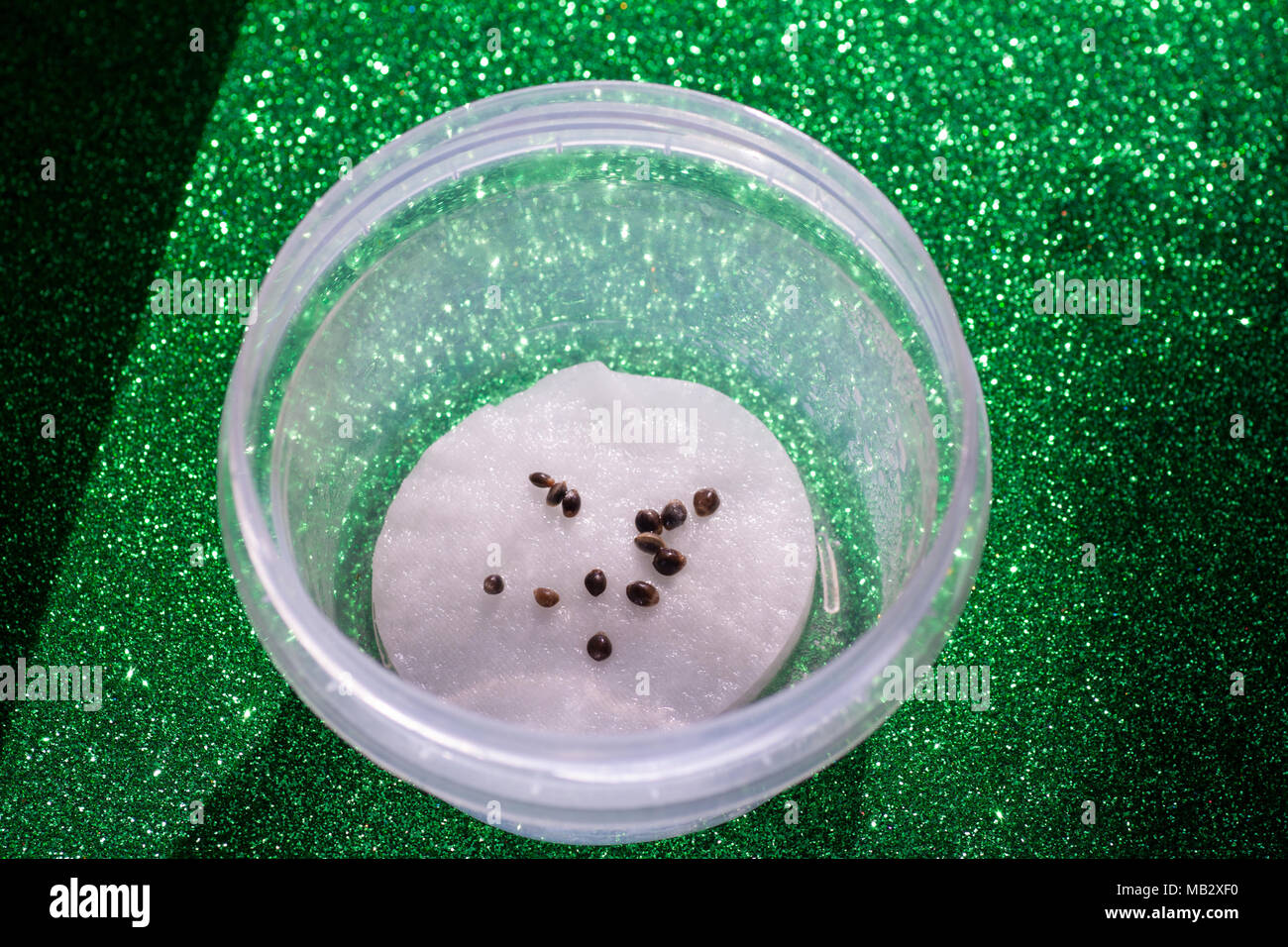 hemp seed in jar on wooden table Stock Photo