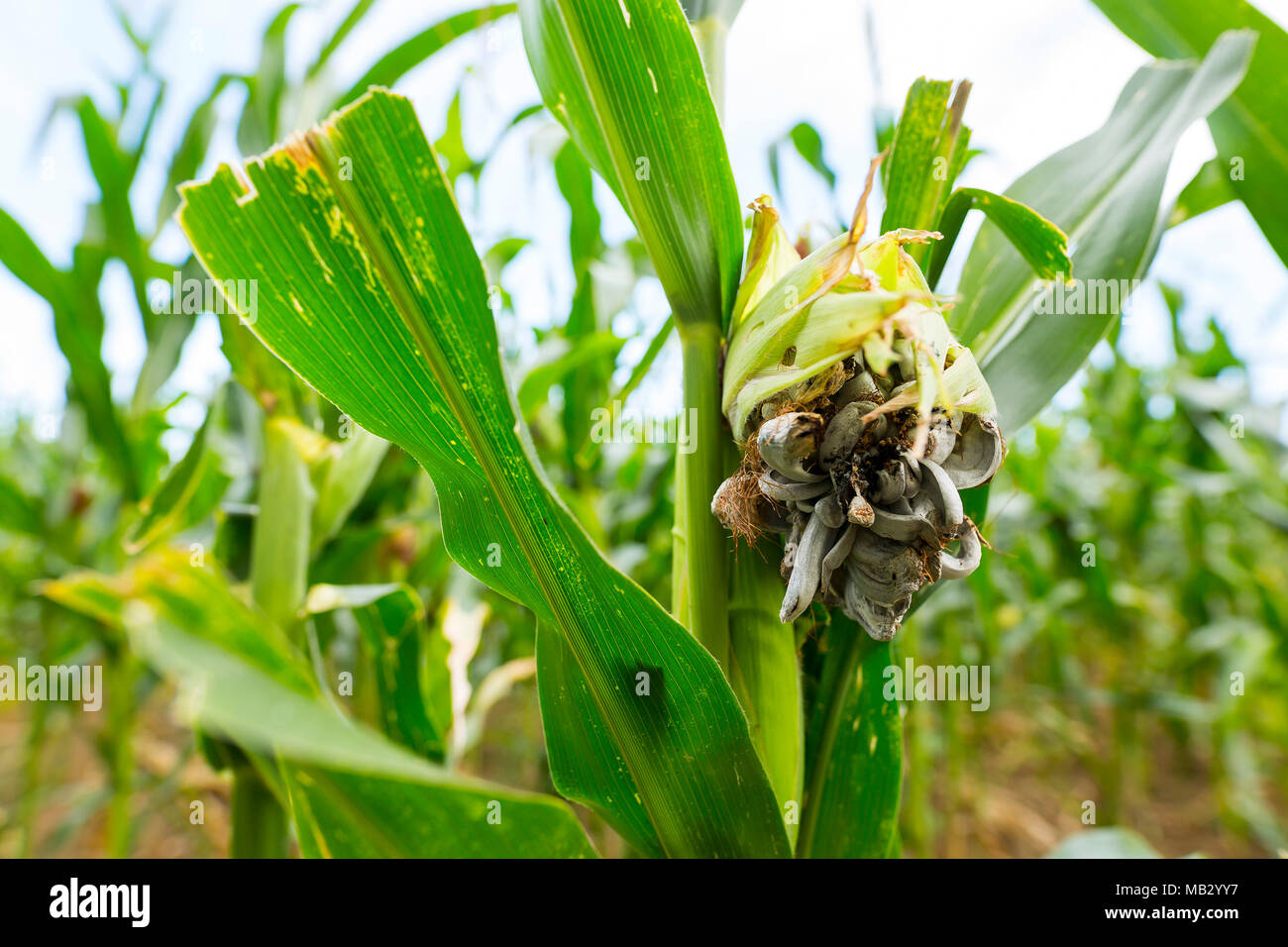 Huitlacoche Corn smut, fungus, Mexican truffle in the green field
