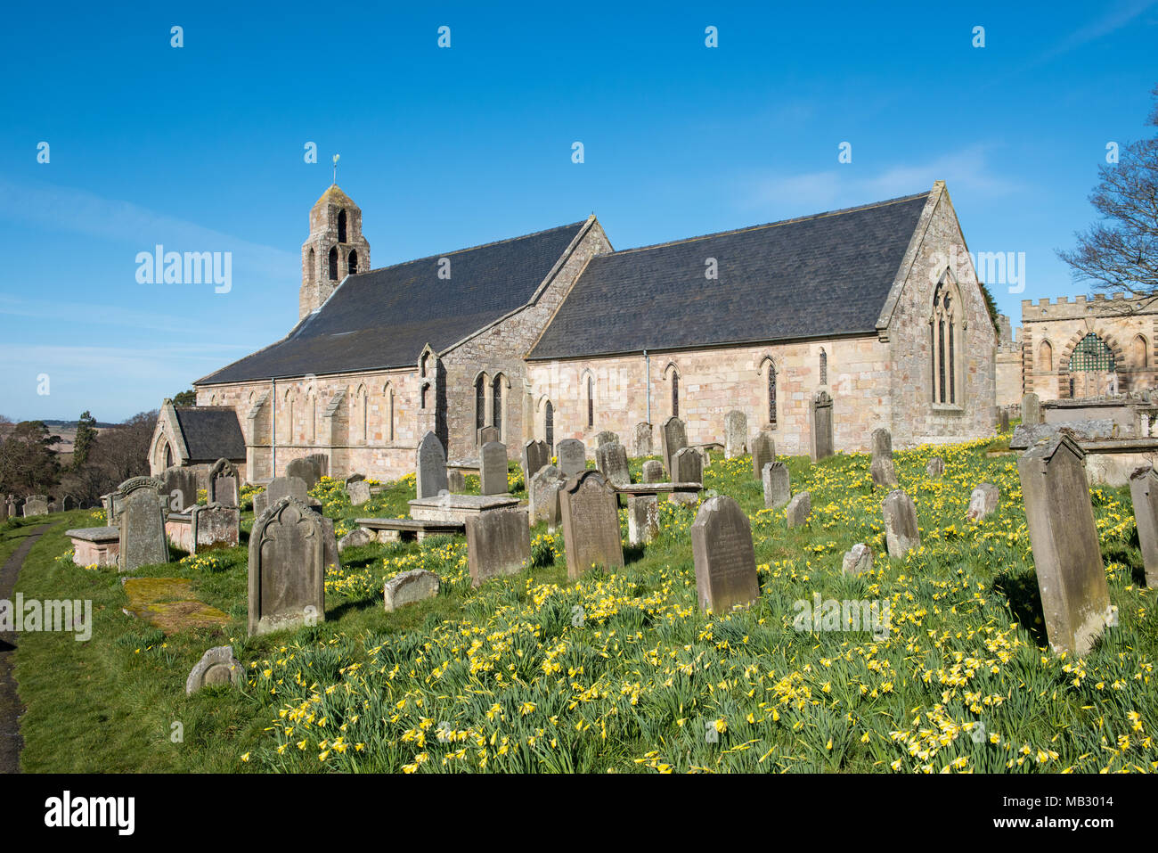 Historic stone church and graveyard surrounded by blooming daffodils under clear blue sky in rural England Stock Photo