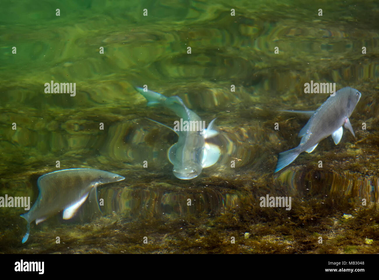 Fish movement ripples hi-res stock photography and images - Alamy
