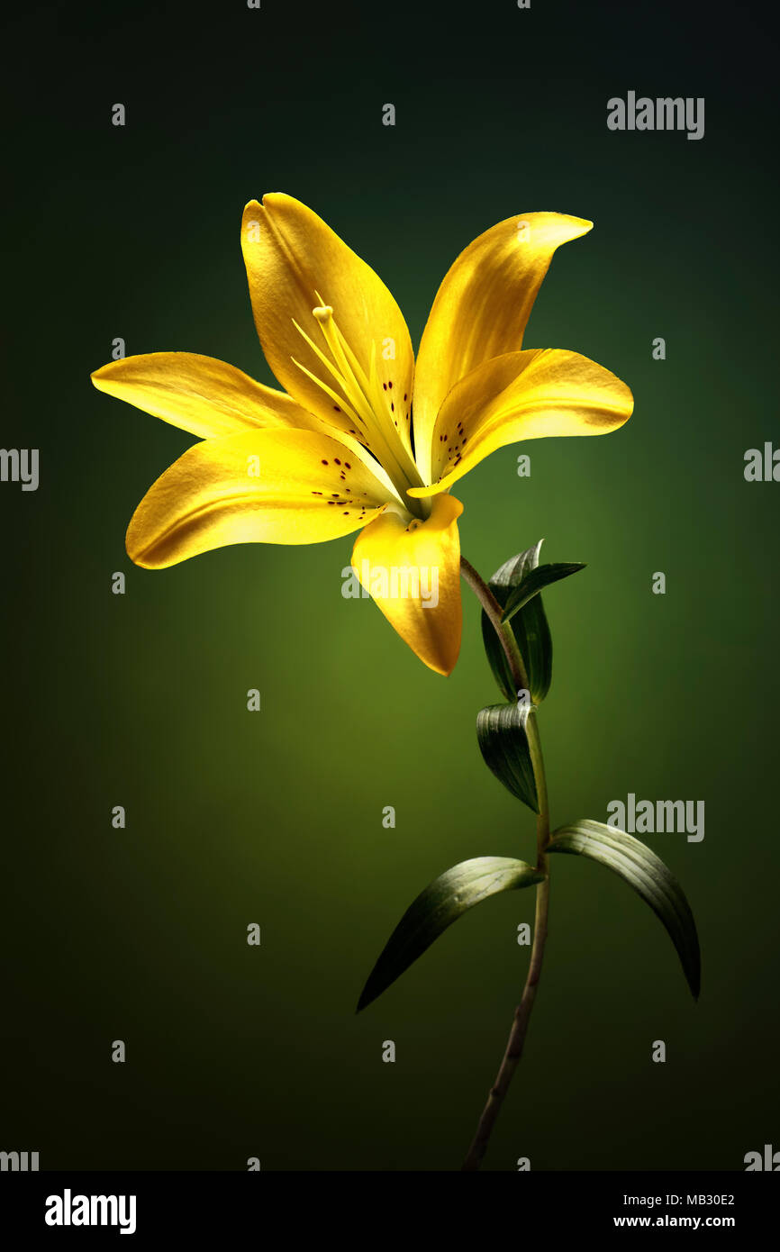 Yellow lily with stem and leaves against green background Stock Photo