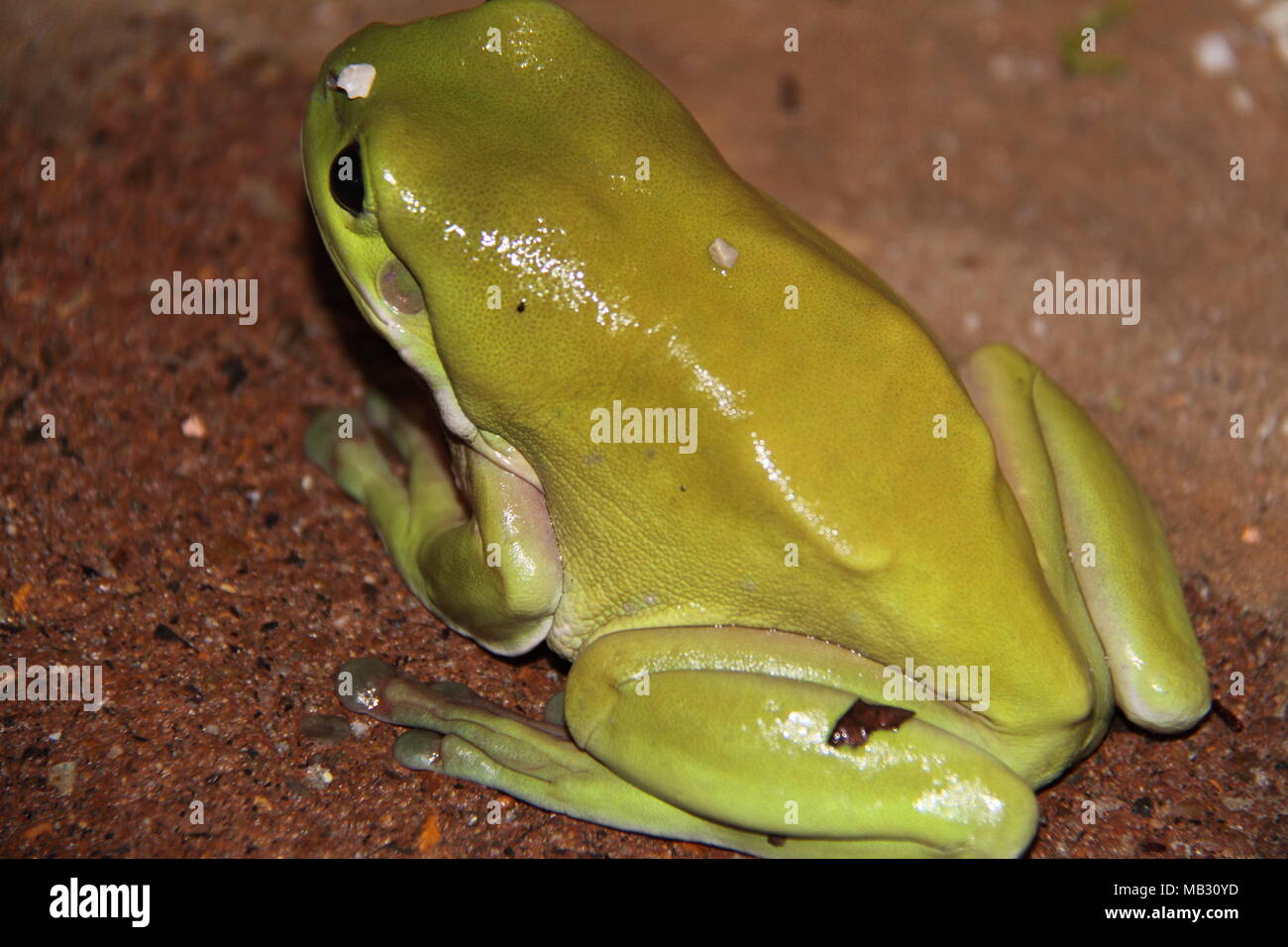 Australian Green Tree Frog (Litoria Caerulea) Stock Photo