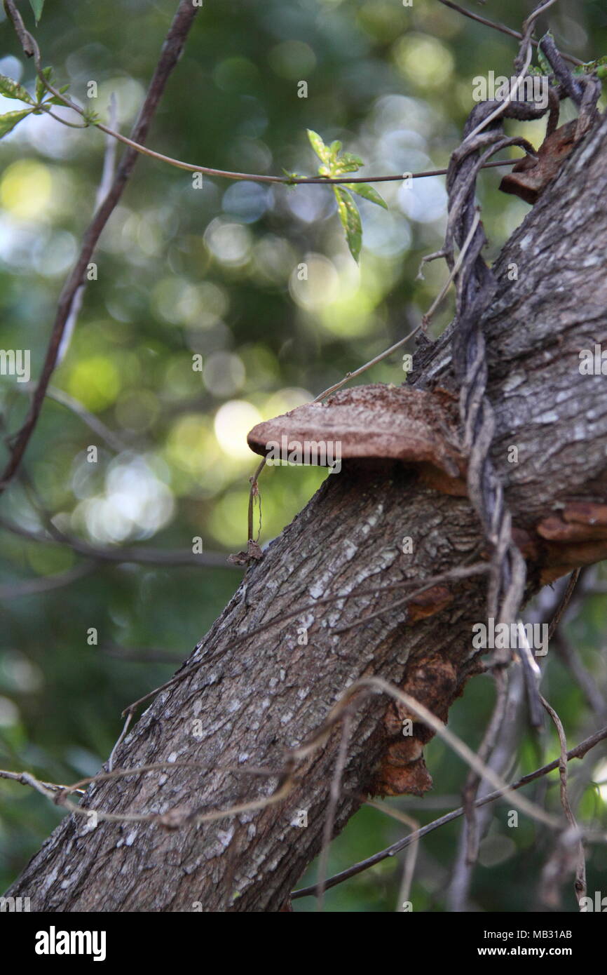 Brown Discolouration of an Orange Bracket Fungi (Pycnoporus Coccineus) growth on Swamp Bottlebrush Tree Stock Photo