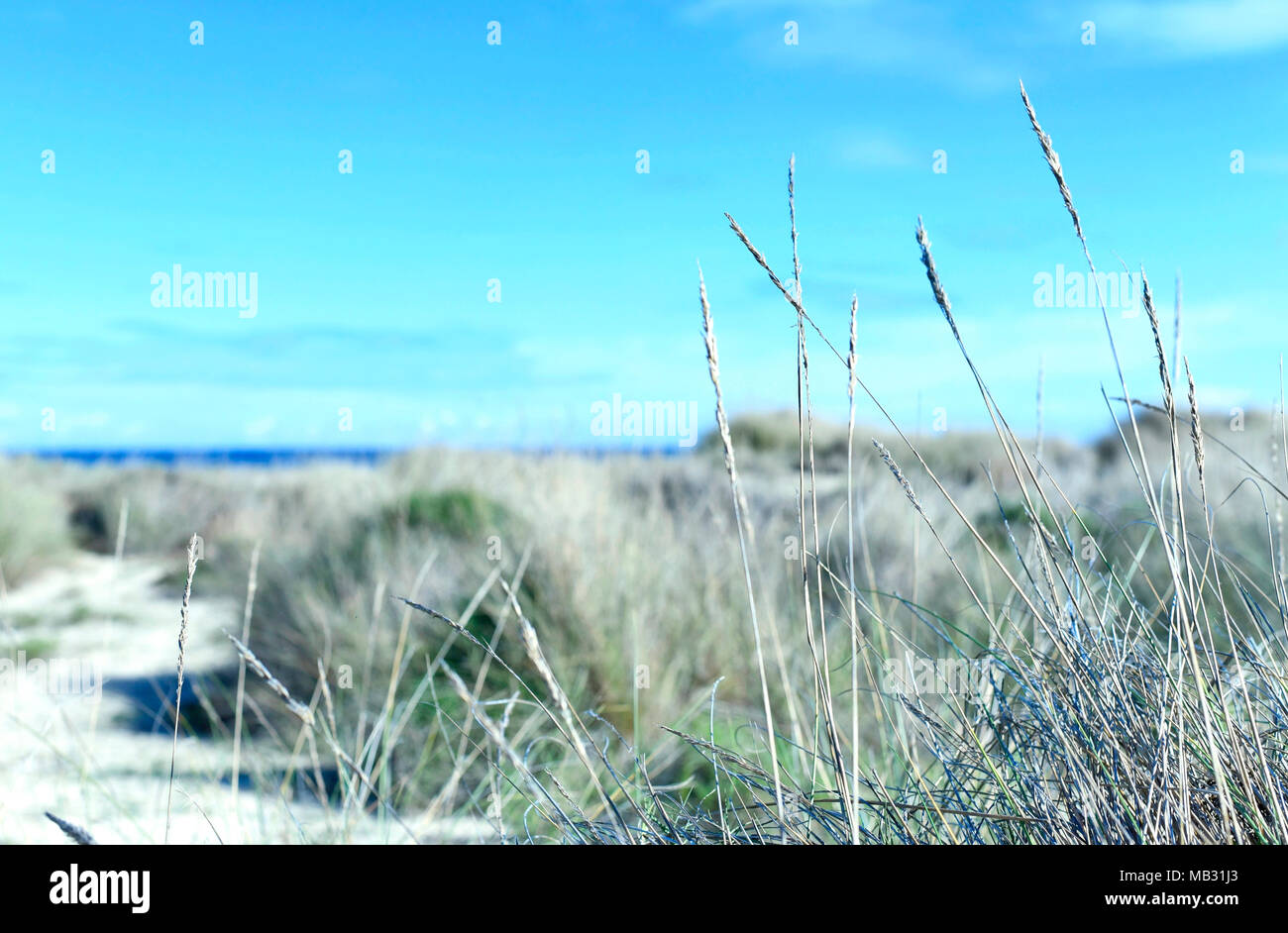 Beach background with blue sea, beach dunes and grass. Sea scene with white sand and copy space. Summer vacations. Stock Photo