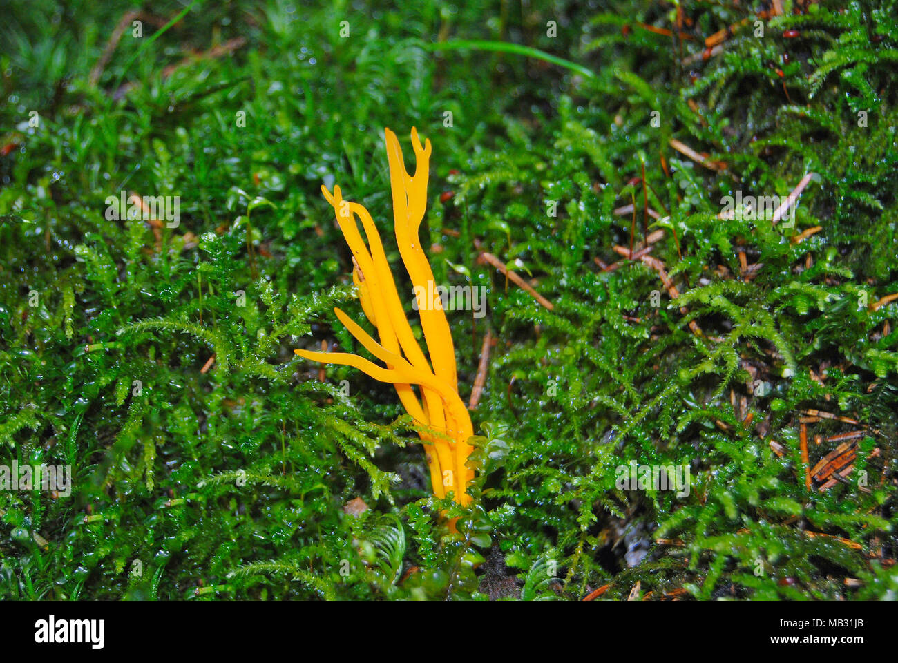 Yellow coral mushroom (Clavulina ramaria) grows in the forest on green moss. Stock Photo