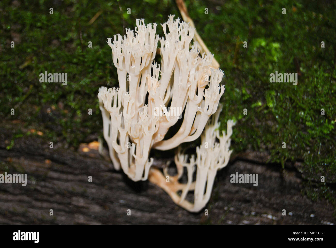 A white coral mushroom (Clavulina coralloides) grows on an old tree in the forest. Stock Photo