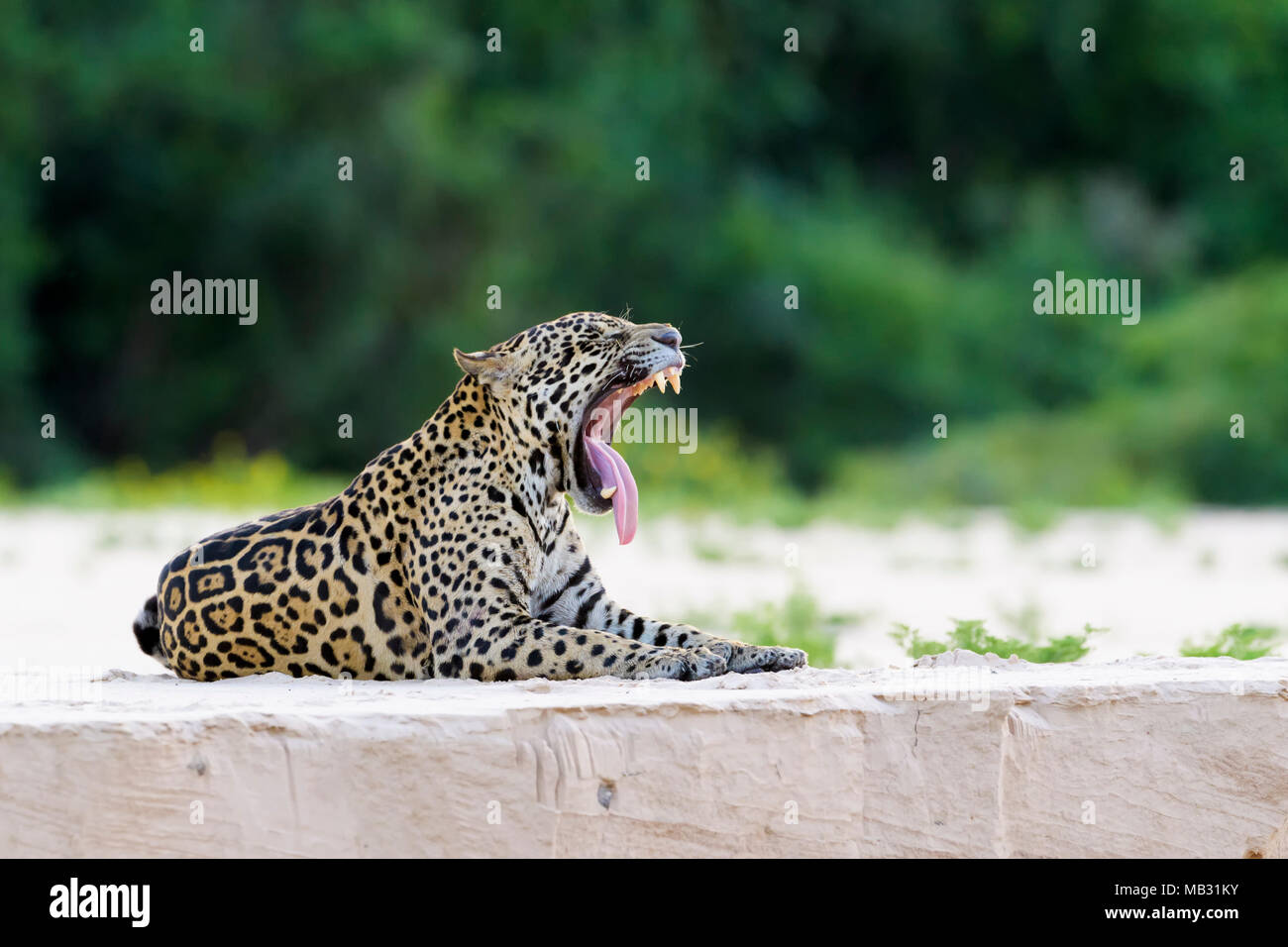 Jaguar (Panthera onca) lying down and yawning on sandy beach, riverbank at sunset, Pantanal, Mato Grosso, Brazil Stock Photo