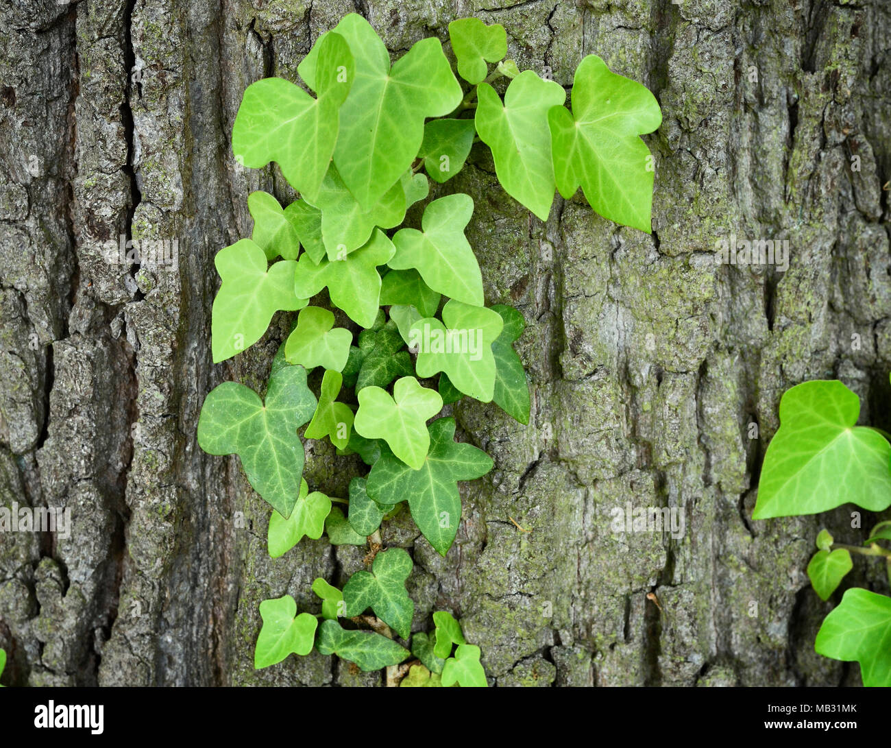 Growing or climbing ivy on a tree trunk, closeup shot with copy space. Stock Photo