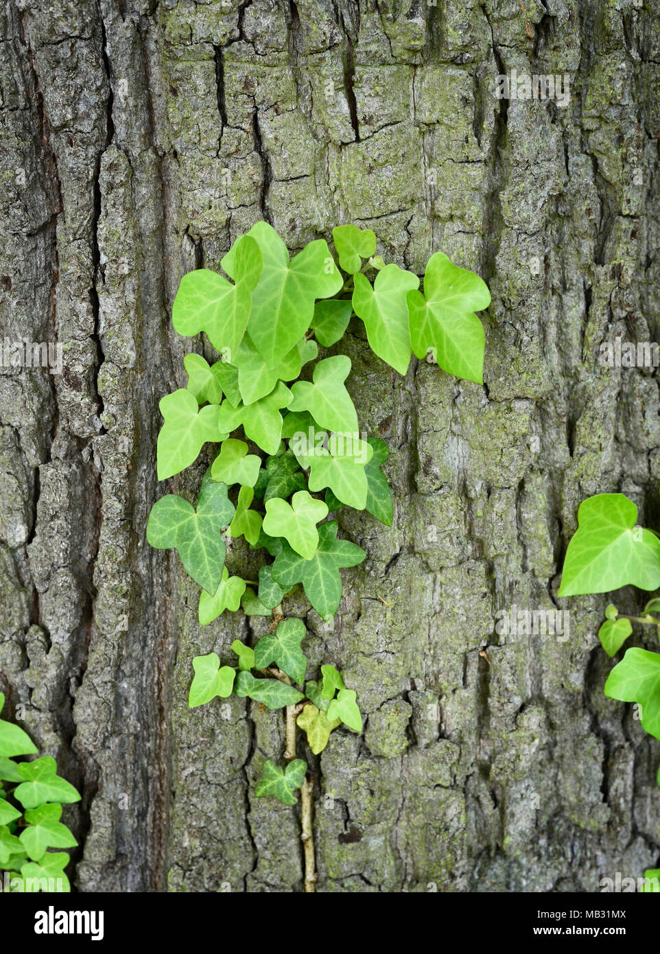Growing or climbing ivy on a tree trunk, closeup shot with copy space. Stock Photo