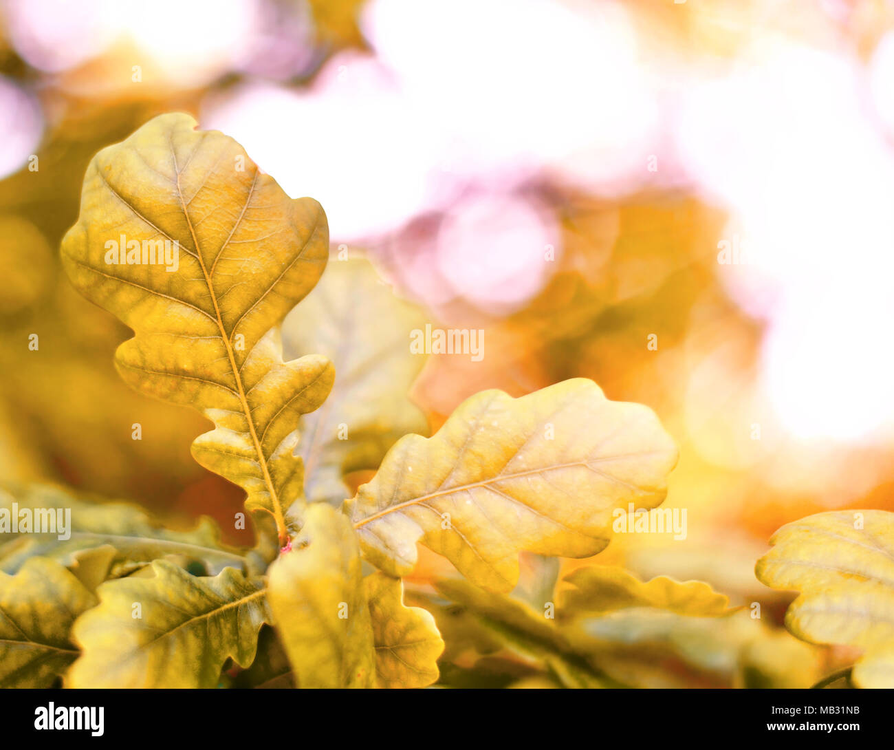 Autumn oak leaves background, Fall scene. Red and orange leaves background with sunlight and copy space. Stock Photo