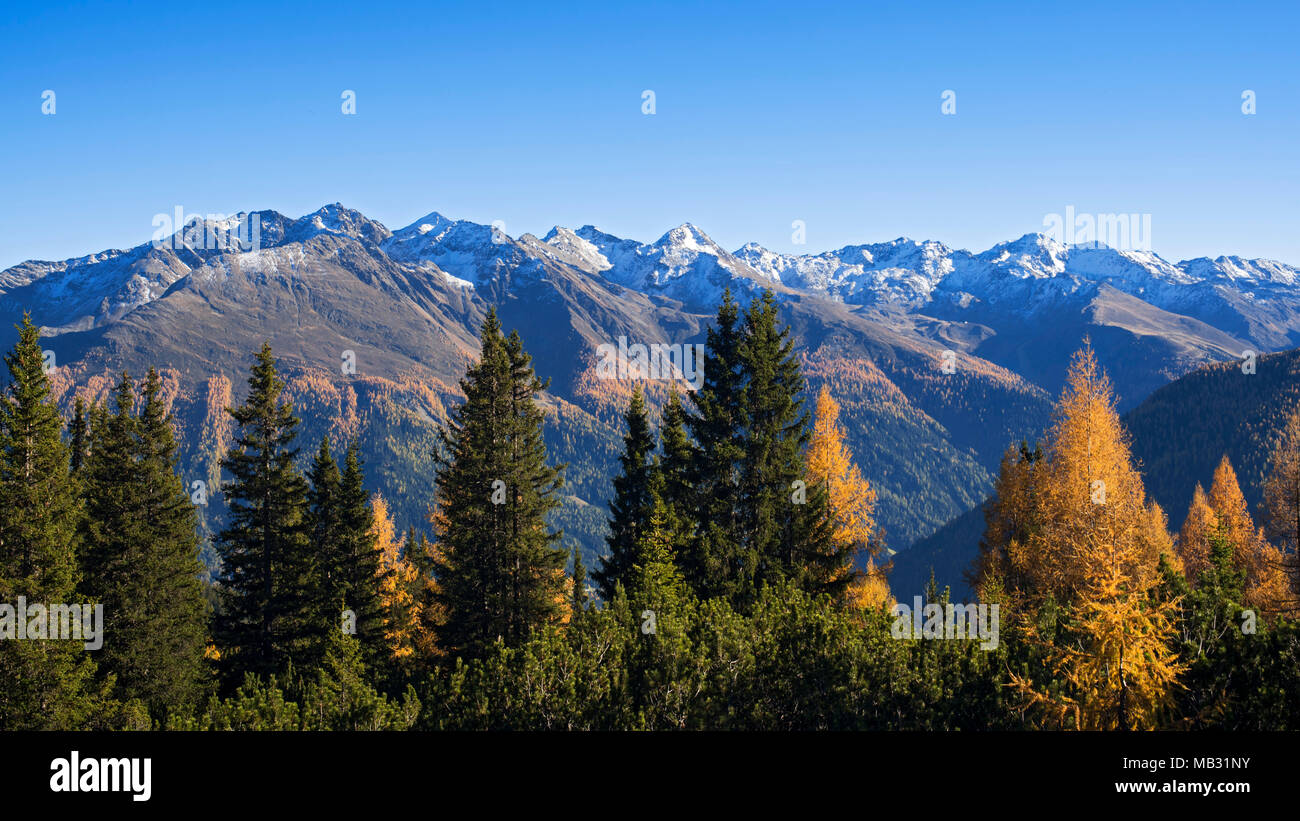 Autumnal mountain landscape with larches (Larix), in the back Samnaun Alps, Dawinalpe, Strengen, Tyrol, Austria Stock Photo