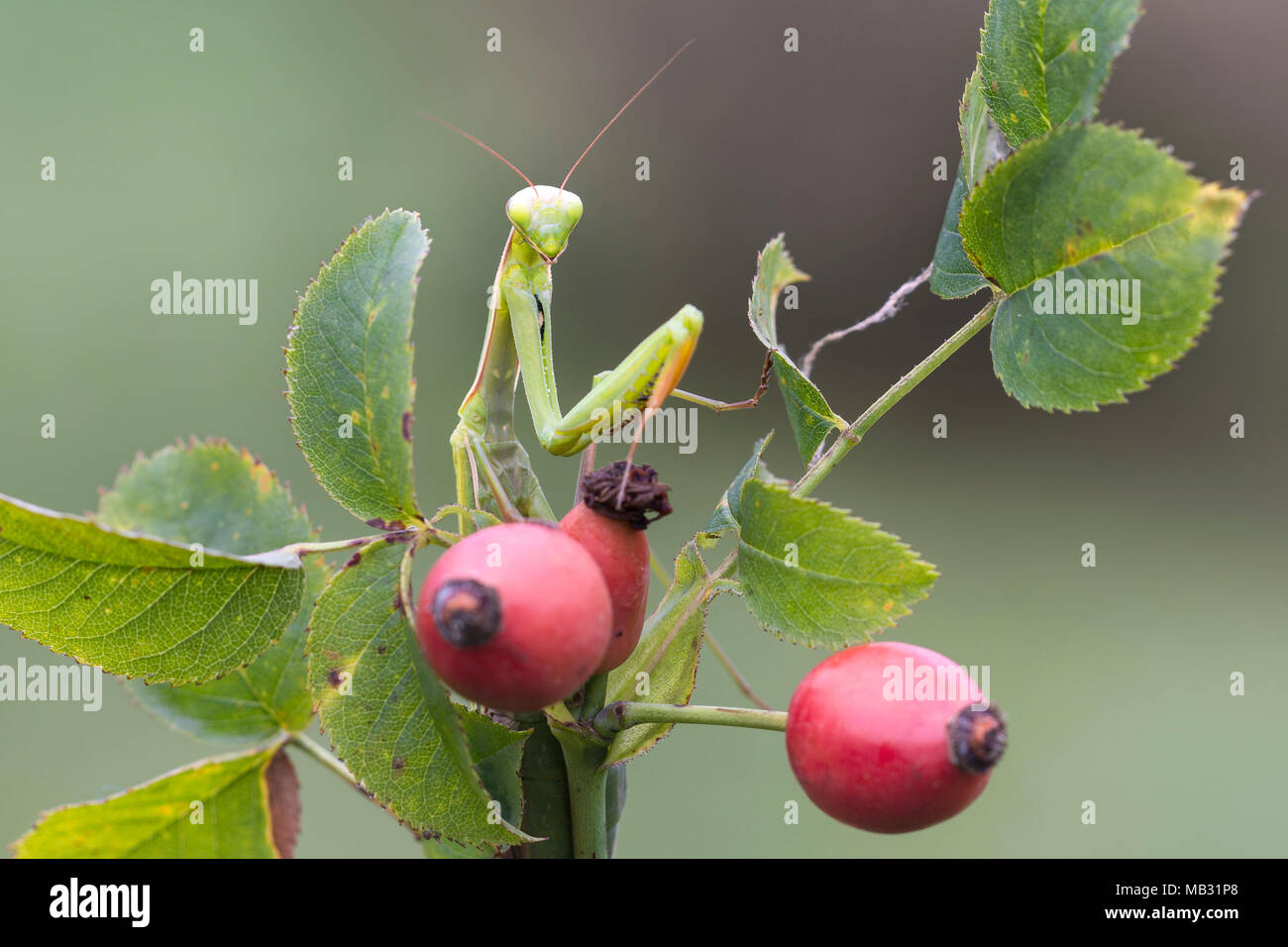 European mantis (Mantis religiosa) sits on rose hips, Burgenland, Austria Stock Photo