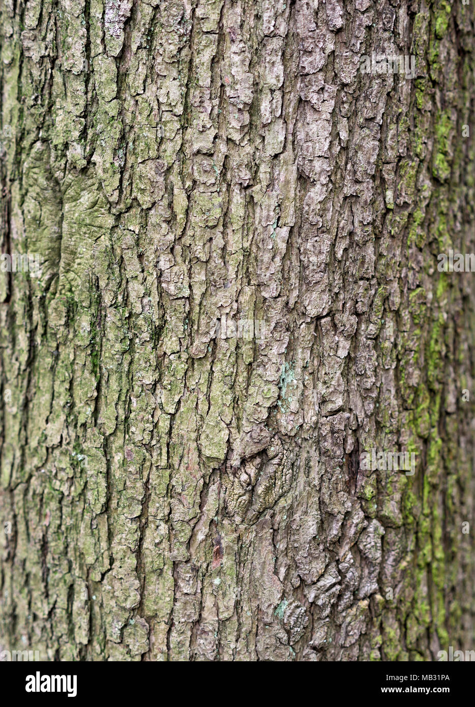 Bark background or closeup shot of a tree trunk. Oak tree, macro shot. Stock Photo