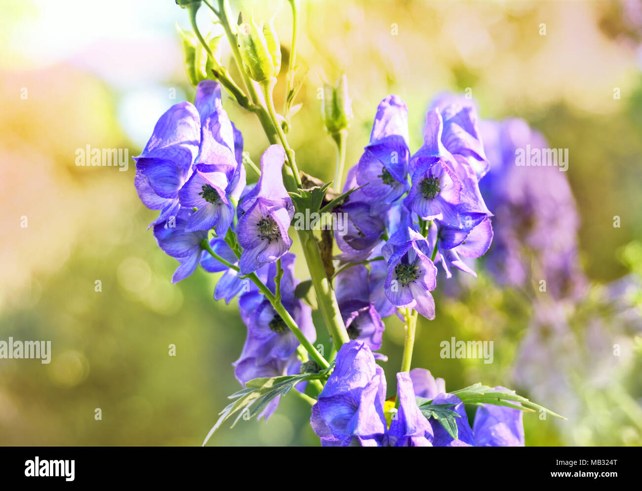 Blue helmet flower or aconite flower in the sunlight. Closeup shot of purple flowers. Stock Photo