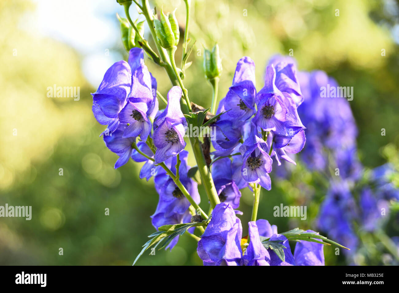 Blue helmet flower or aconite flower in the sunlight. Closeup shot of purple flowers. Stock Photo