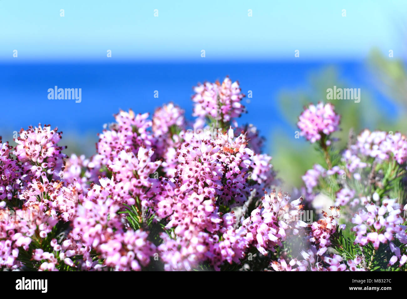 Pink heather or erica flowers, closeup shot of blooming heather and sea. Stock Photo