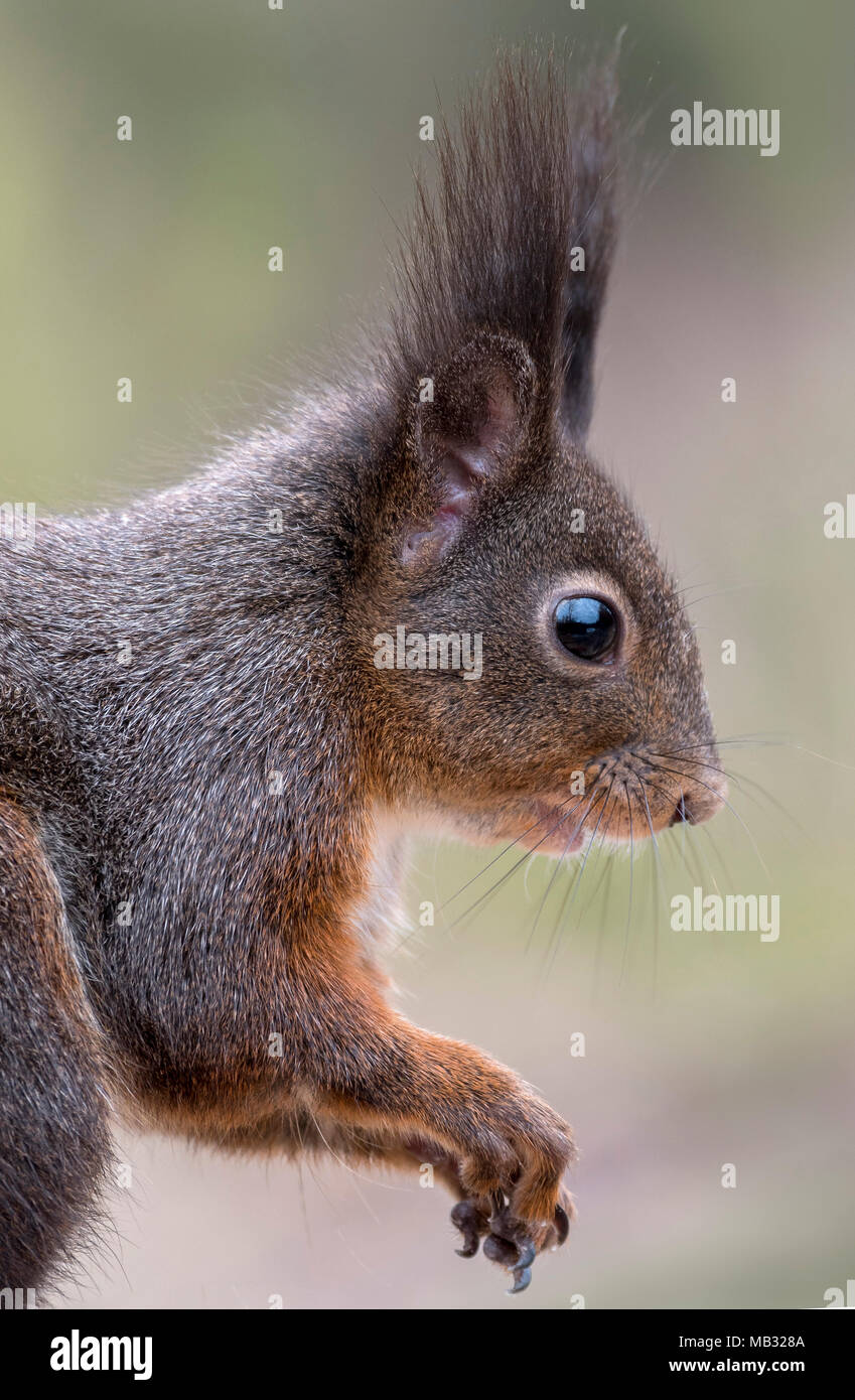 Eurasian red squirrel (Sciurus vulgaris), animal portrait, Tyrol, Austria Stock Photo