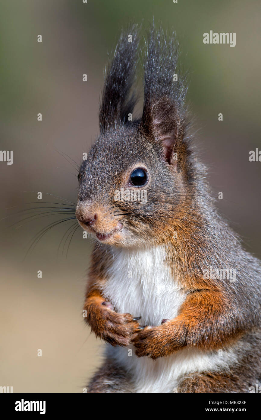 Eurasian red squirrel (Sciurus vulgaris), animal portrait, Tyrol, Austria Stock Photo