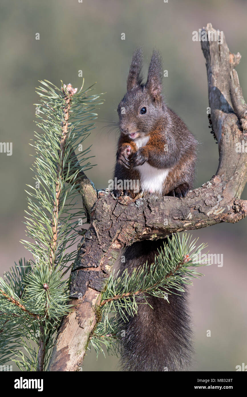 Chickaree or pine squirrel hires stock photography and images Alamy