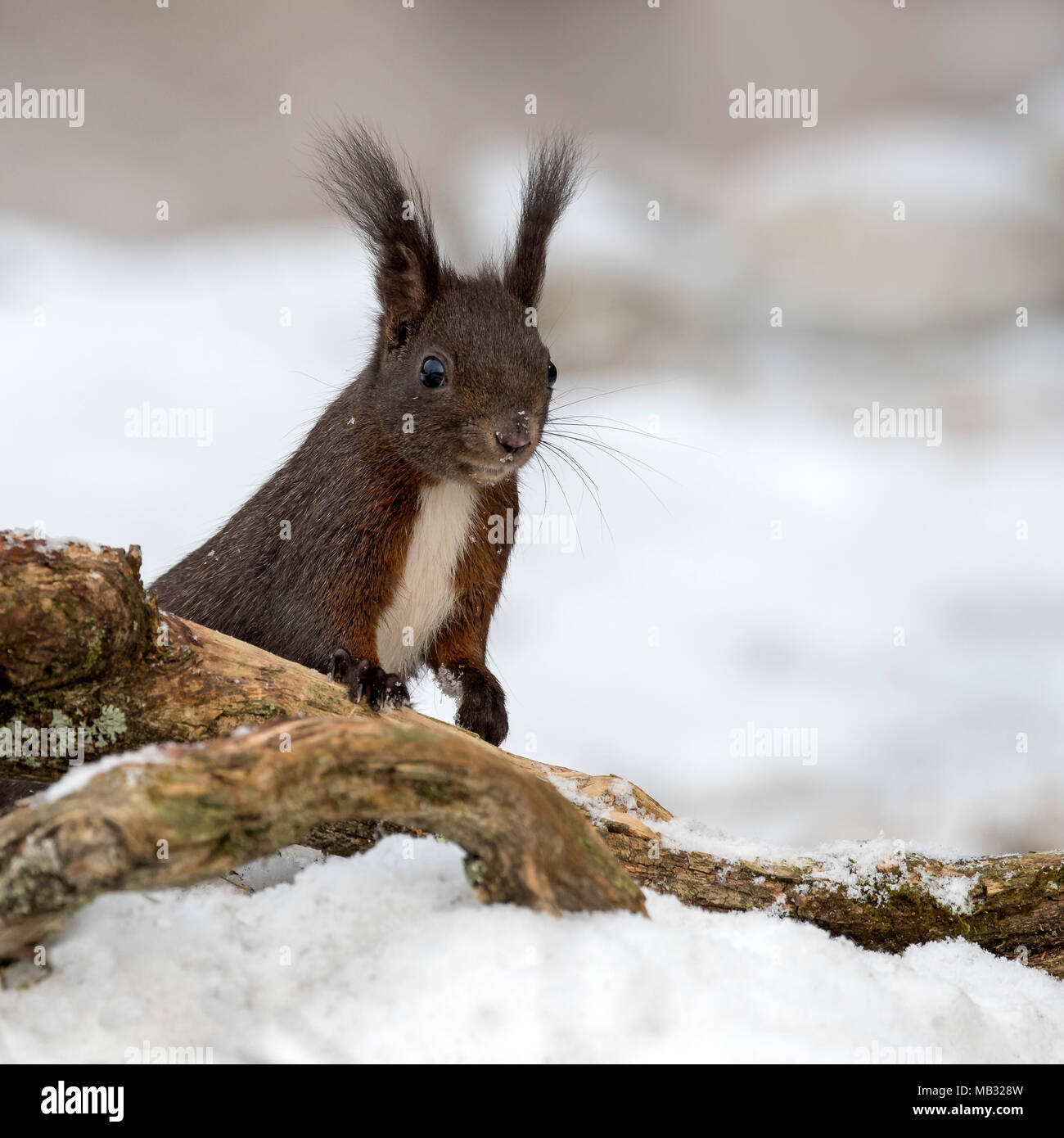 Eurasian red squirrel (Sciurus vulgaris) on the ground in the snow, Tyrol, Austria Stock Photo