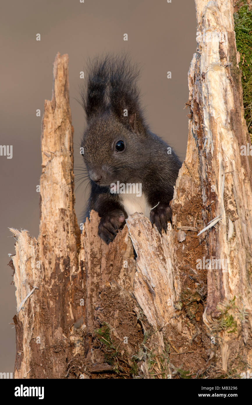 Eurasian red squirrel (Sciurus vulgaris) sits in a tree stump, Tyrol, Austria Stock Photo