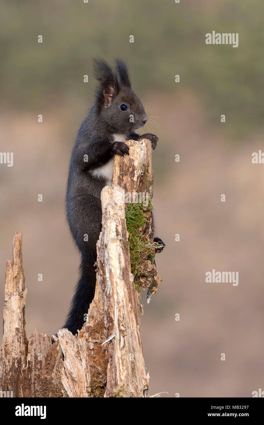 Eurasian red squirrel (Sciurus vulgaris)climbs tree stump, Tyrol, Austria Stock Photo