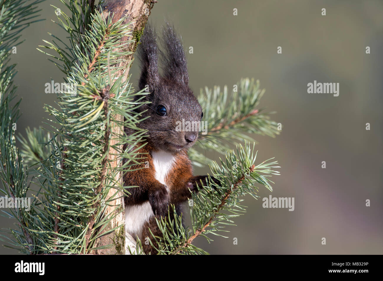 Eurasian red squirrel (Sciurus vulgaris) is located in Pine (Pinus), Tyrol, Austria Stock Photo