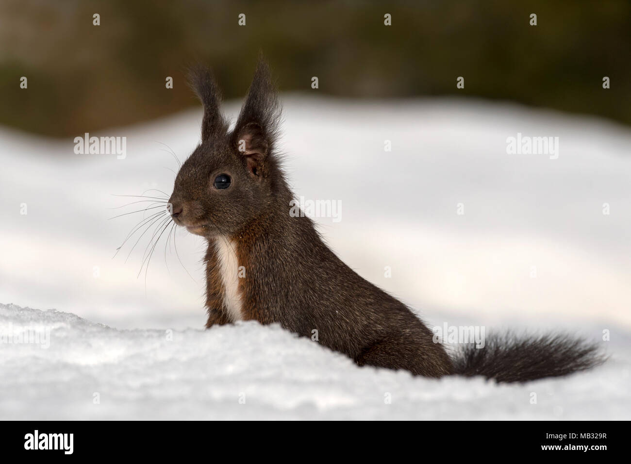 Eurasian red squirrel (Sciurus vulgaris) sits in the snow, Tyrol, Austria Stock Photo