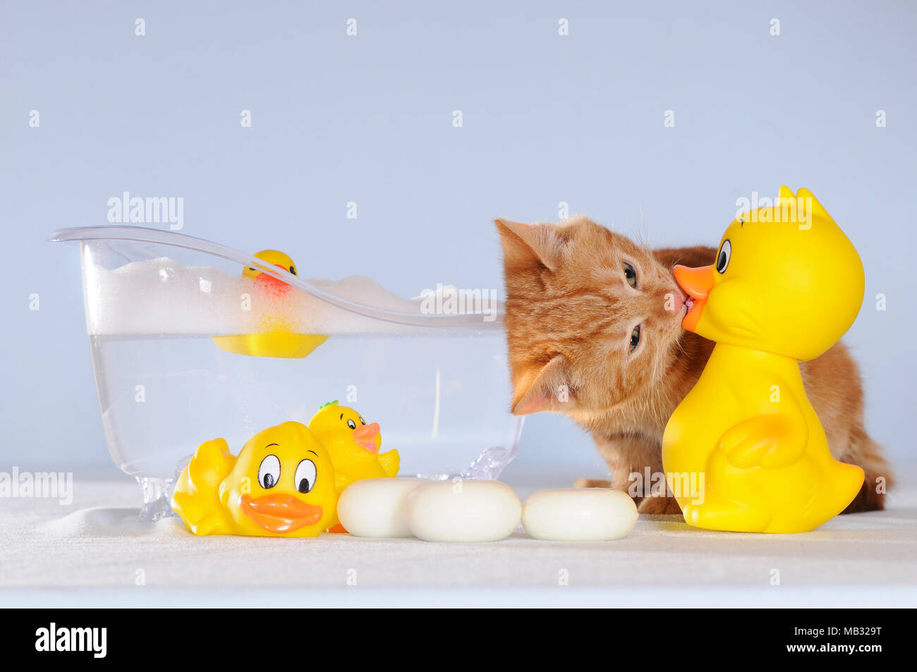 Kitten, red mackerel, 10 weeks, kisses rubber duck, studio shot Stock
