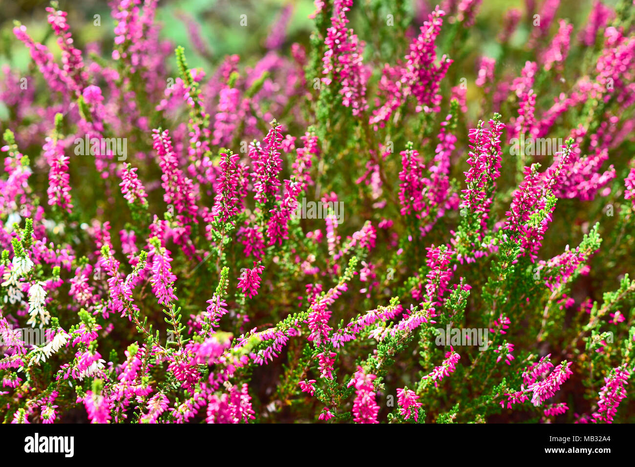 Pink heather or erica flowers, closeup shot of a blooming heather field. Stock Photo