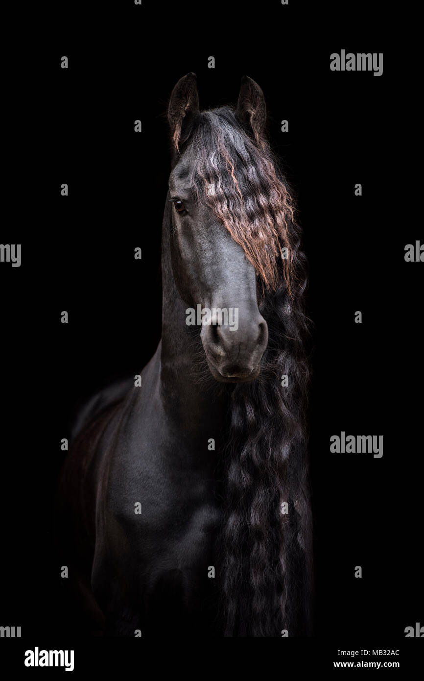 Friese (Equus), animal portrait with black background, Germany Stock Photo