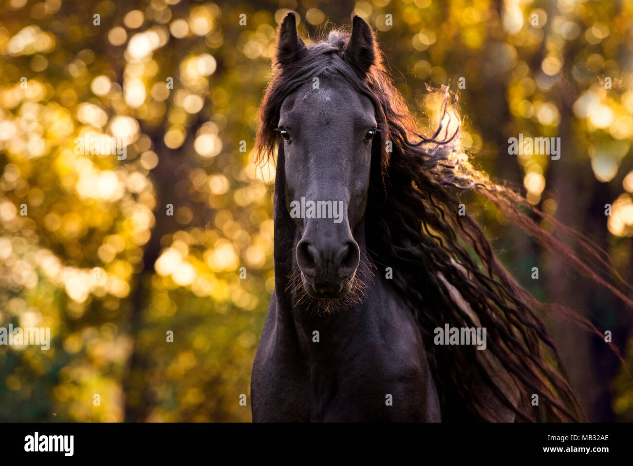 Friese (Equus) with long mane, animal portrait, view into the camera, in autumn, Germany Stock Photo