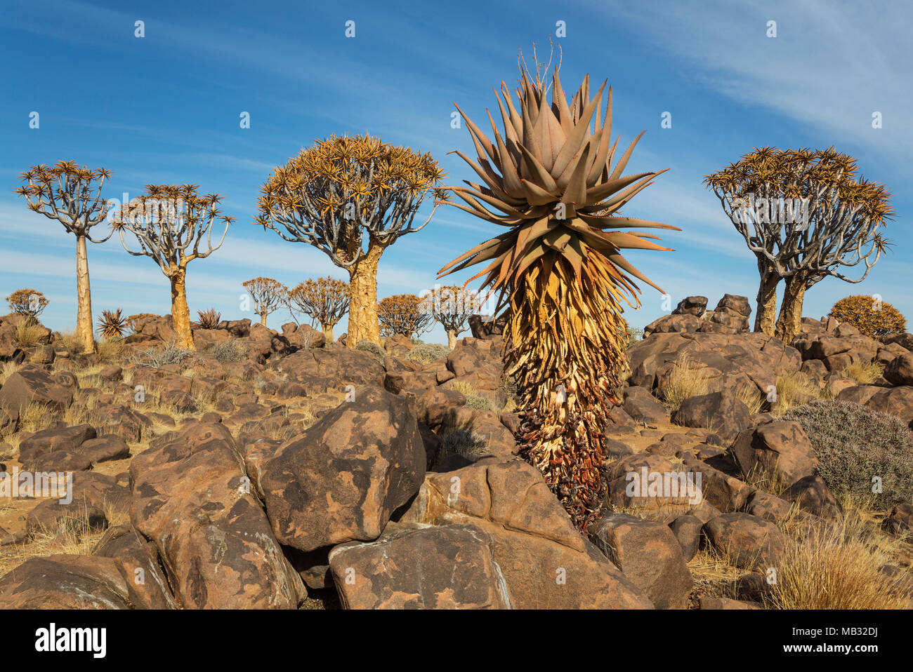 Aloe (Aloe littoralis) and Quiver trees (Aloe dichotoma), Quiver Tree forest near Keetmanshoop, Namibia Stock Photo