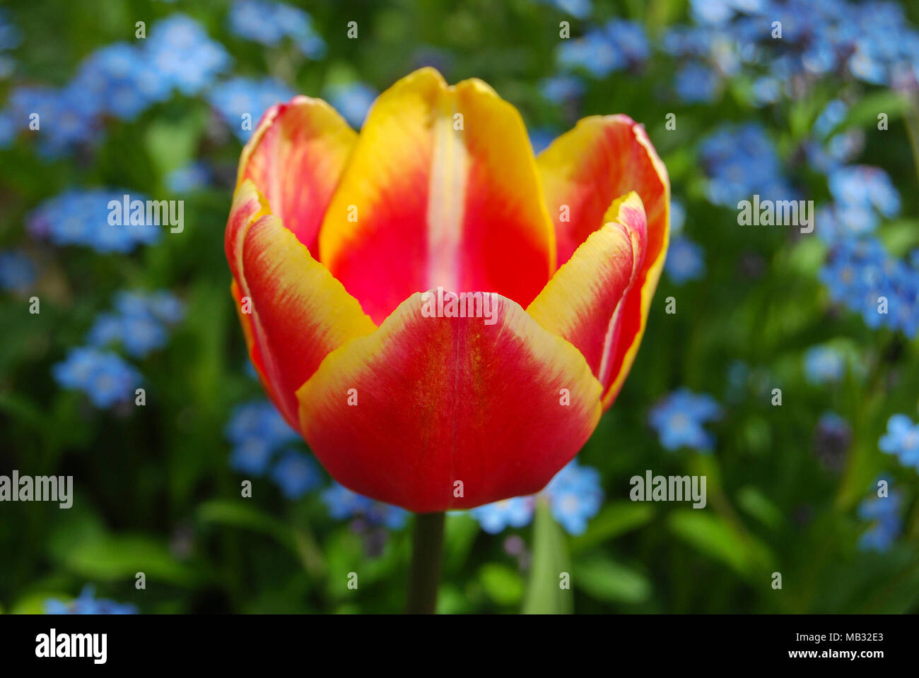 Tulip Edging One red tulip with yellow edging on the background of a field with blue ...