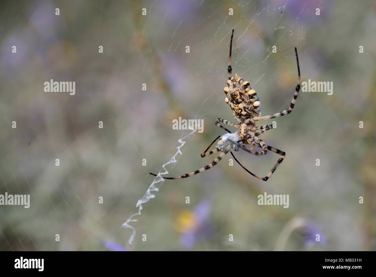 Argiope Lobata Spider High Resolution Stock Photography and Images - Alamy