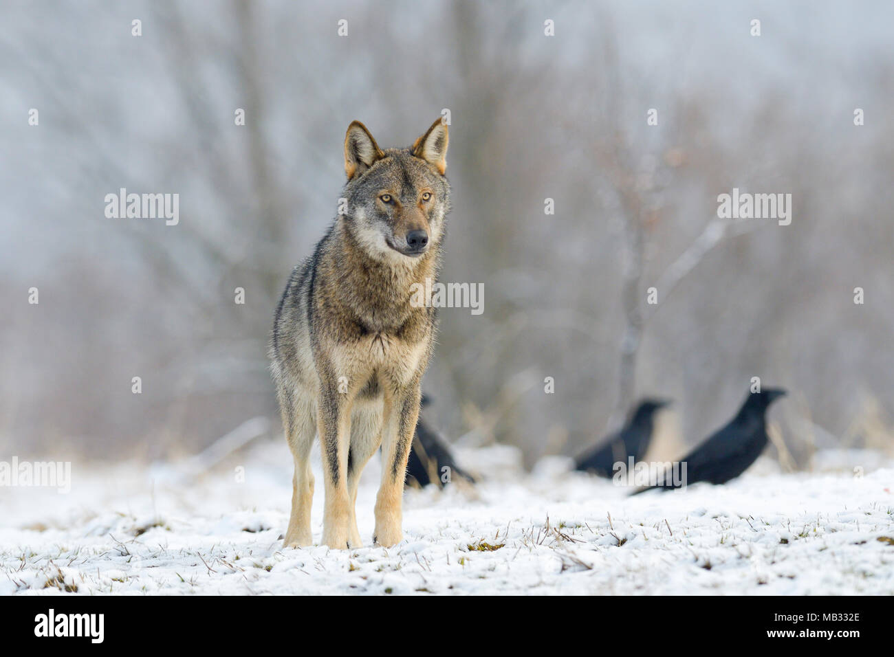Eurasian Wolf (Canis lupus lupus) on a clearing in winter, Forest Carpathians, Poland Stock Photo