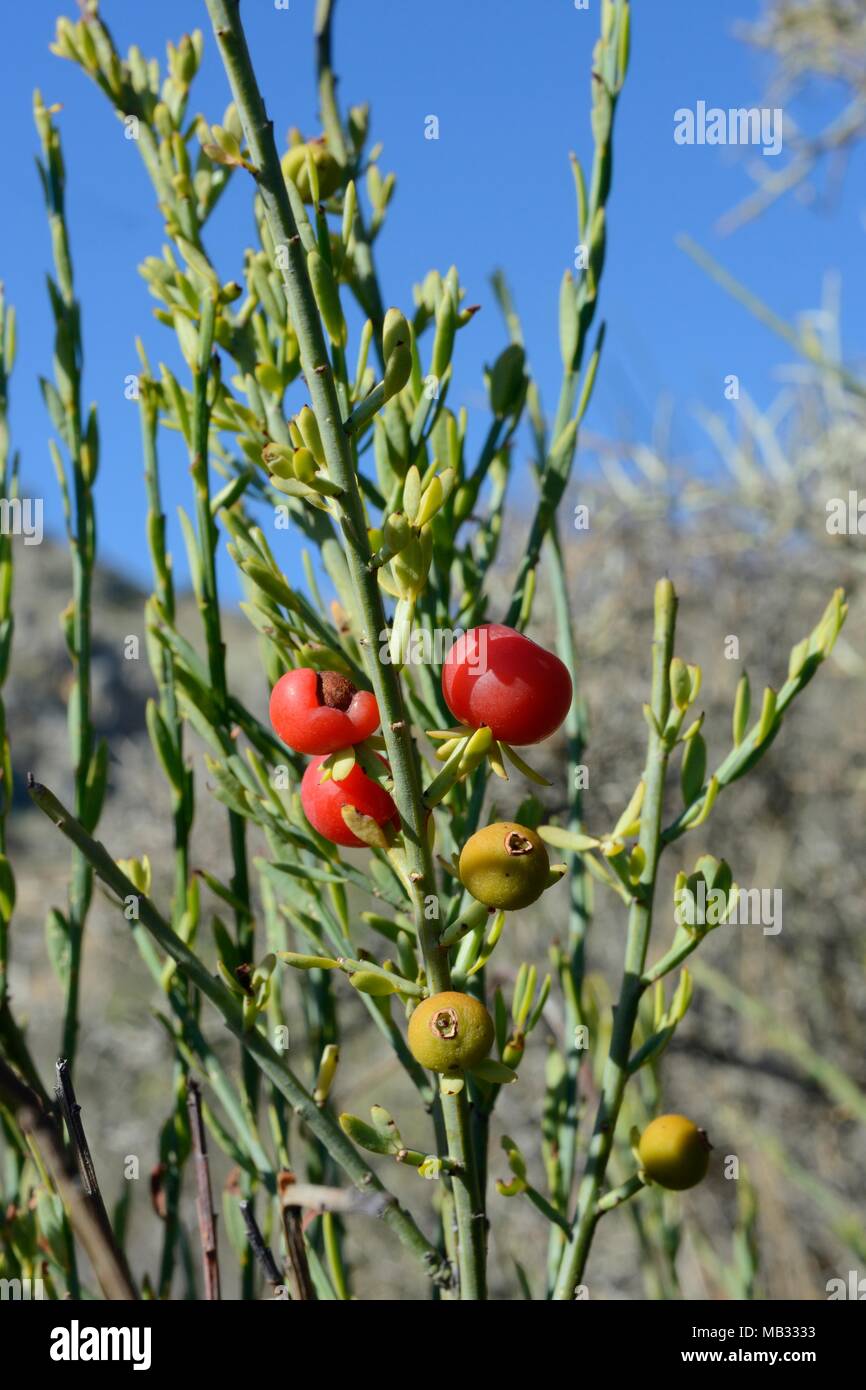 Poet's cassia / Osyris (Osyris alba) bush, a plant in the mistletoe family semi-parasitic on the roots of other species, with red berries, Greece. Stock Photo