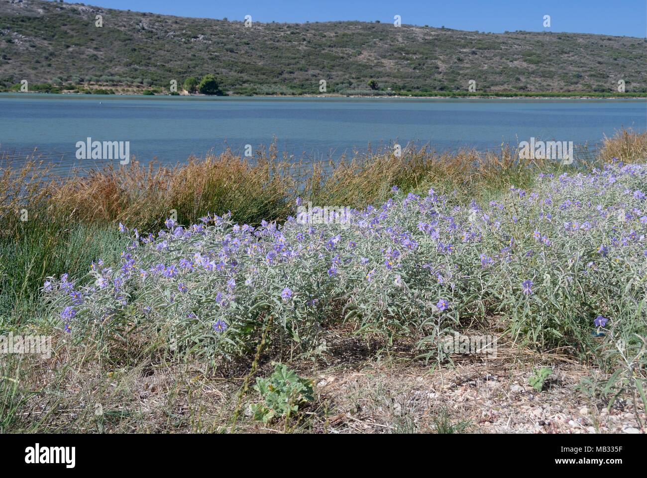 Silverleaf nightshade (Solanum elaeagnifolium) an invasive South and Central American species, flowering in profusion in coastal scrubland, Greece. Stock Photo