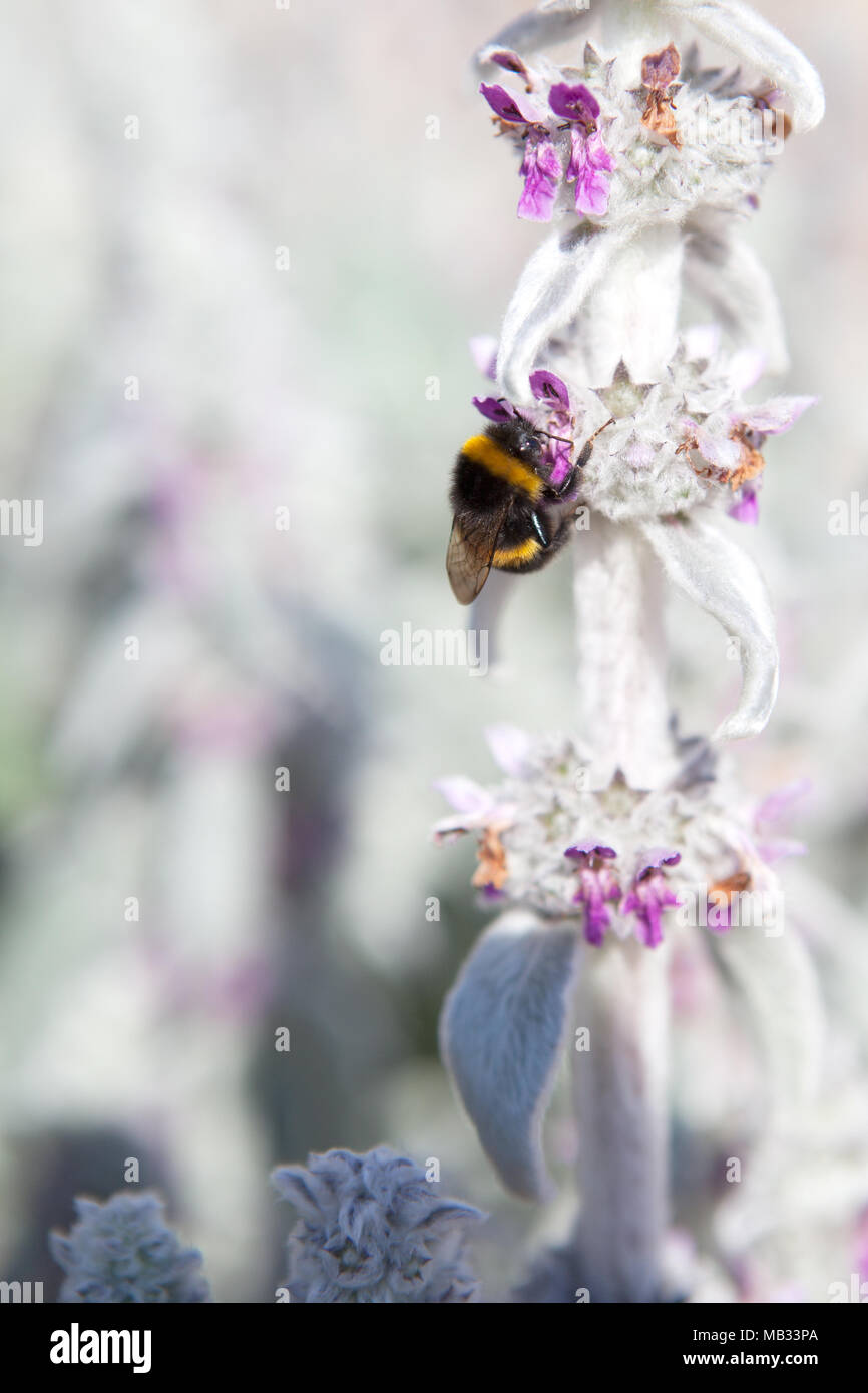 Honey bee collects hi-res stock photography and images - Alamy