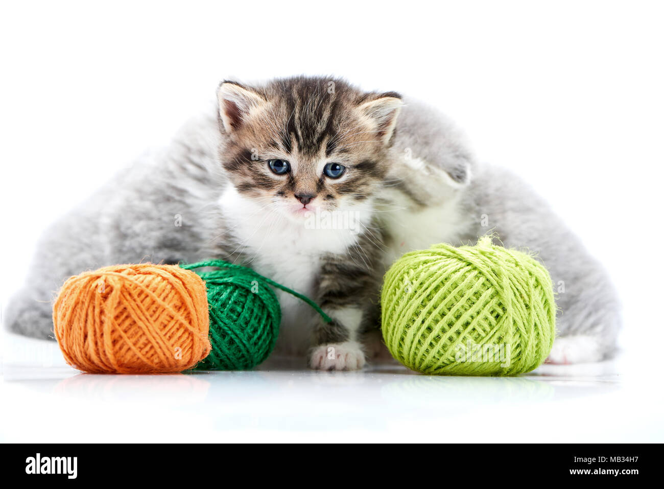 Exploring cat Cut Out Stock Images & Pictures Alamy