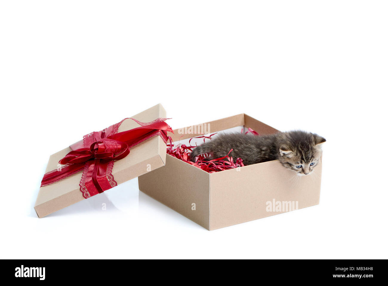Cute present. Little brown striped funny kitten looking out of birthday box with big red bow on top. Cuteness happiness small fluffy adorable charming playful kitty valentine decoration white Stock Photo