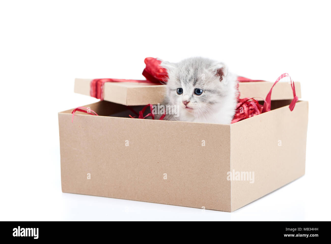 Little grey fluffy cute kitten sitting inside cardboard box with red birthday box on top being present for special occasion. Small adorable charming playful cat valentine day curious happiness Stock Photo