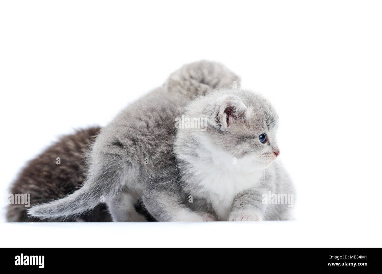 Grey blue-eyed little fluffy kittens playing and jumping on one another, one looking to the side. White background photoset. Adorable small funny curious cats gray fur animals paws cute newborn Stock Photo