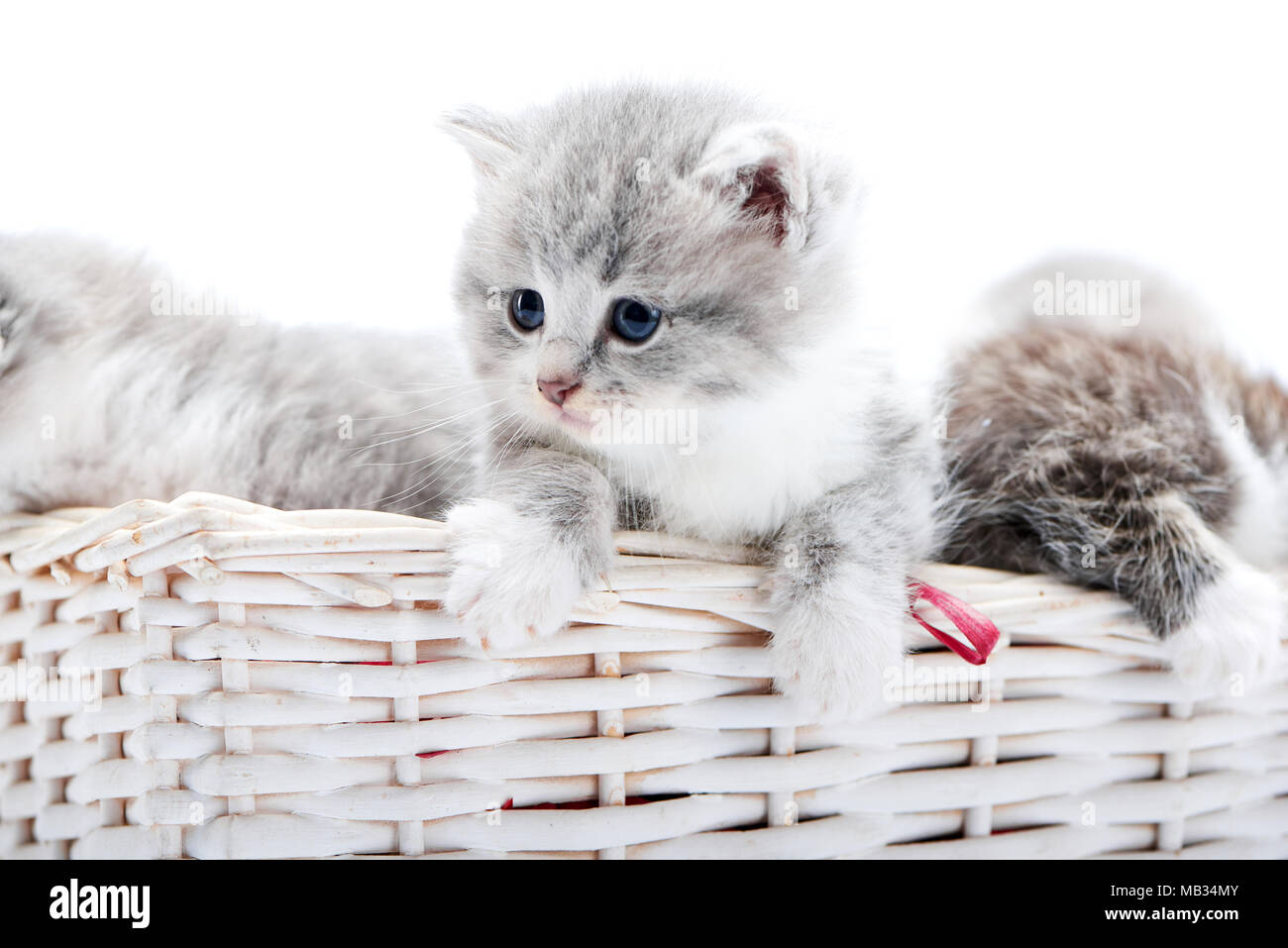 Small grey cat 2025