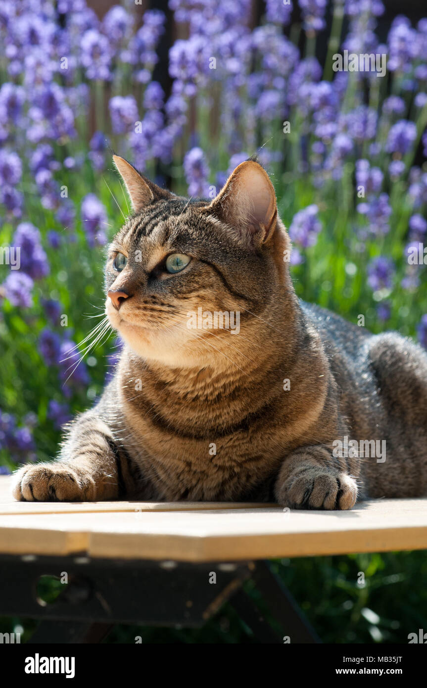 Close up of a beautiful cat in a garden on a sunny Summer day surrounded by Lavender.  Bengal stripes. Stock Photo