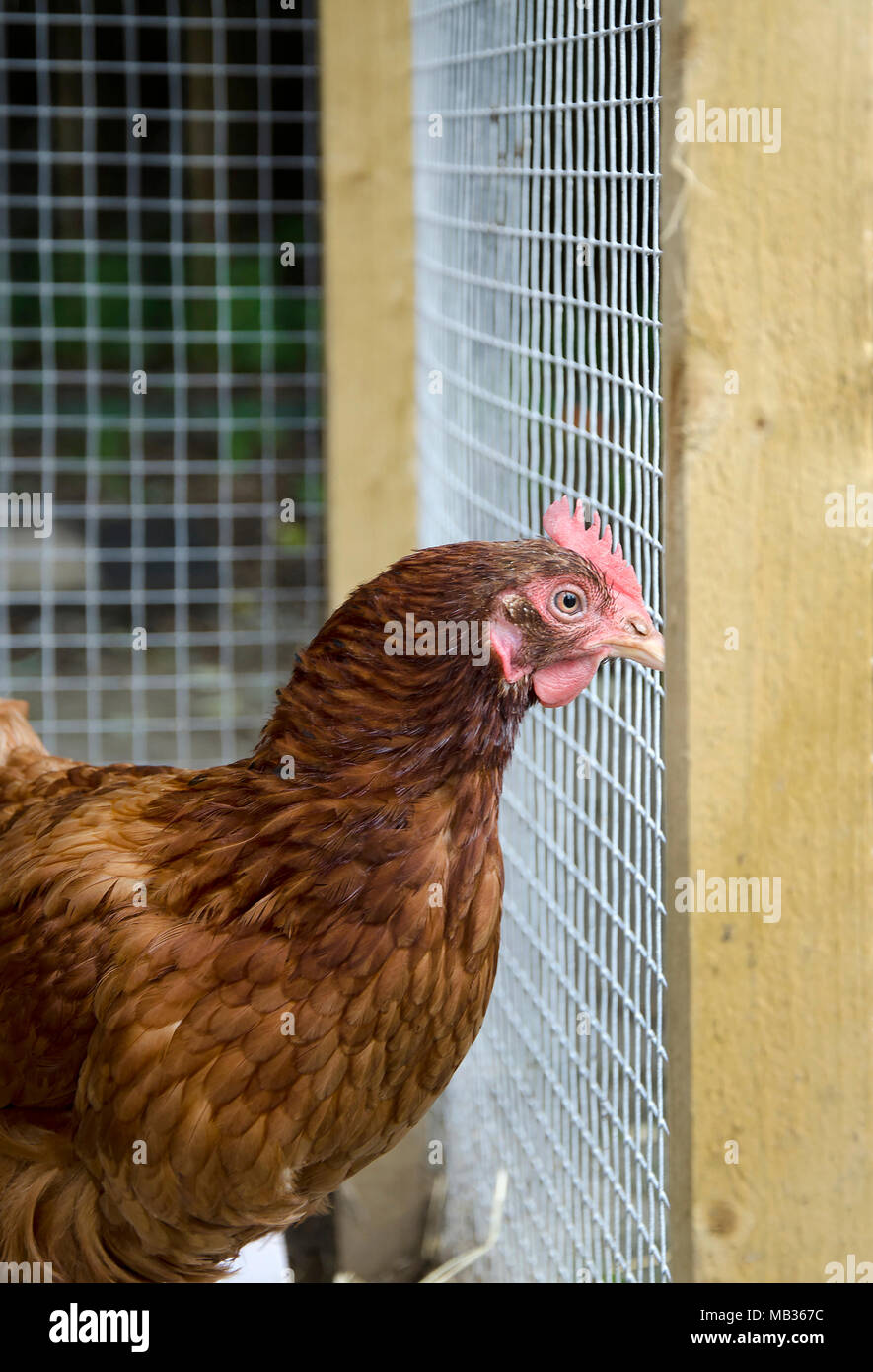 GLASGOW, SCOTLAND, UK - SEPTEMBER 23 2013: An ISA Brown hen watching what is happening in the community farm. Stock Photo