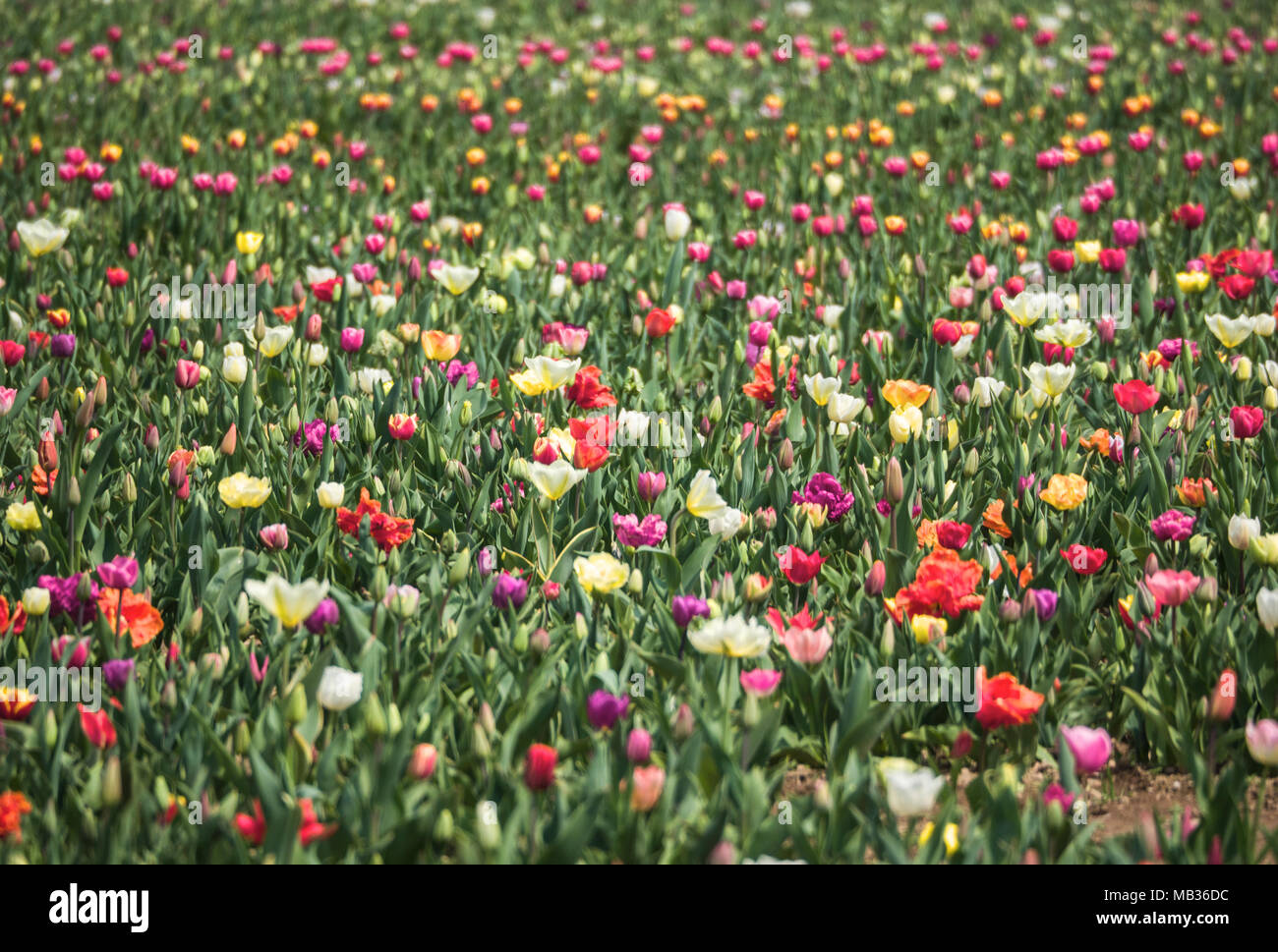 colorful field of blooming tulips Stock Photo