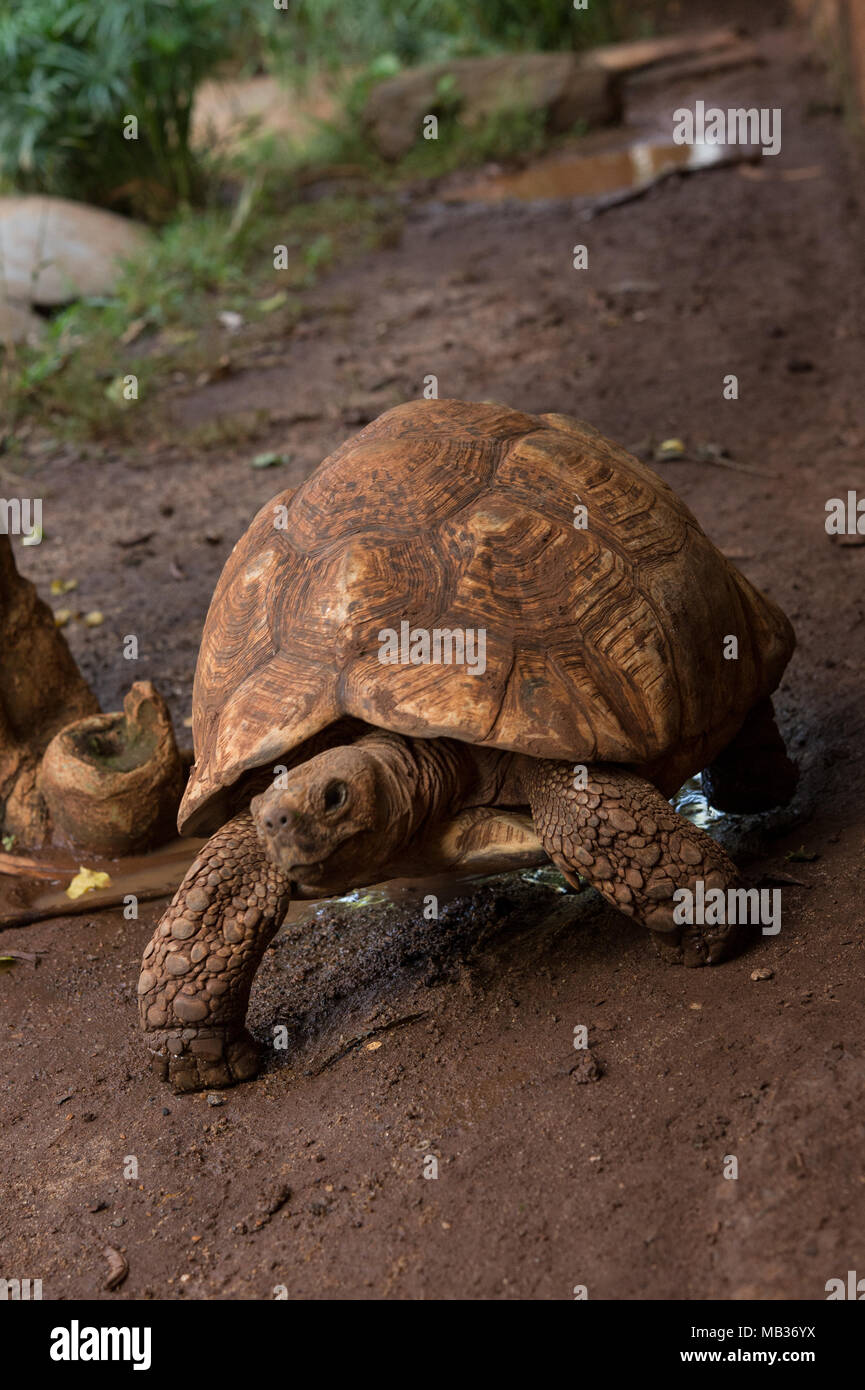 Leopard tortoise, Stigmochelys pardalis, Testudinidae, Kenya, Africa Stock Photo